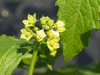 Cyclanthera pedata ; fleurs-M