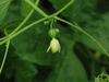 Diplocyclos palmatus ; fleurs-F