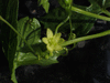 Diplocyclos palmatus ; fleurs-F