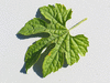 Momordica charancia Margosse de Chine; feuilles