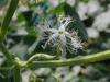 Trichosanthes lobata ; fleurs-F