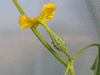 Luffa operculata ; fleurs-F