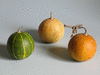 Cucurbita foetidissima ; fruits