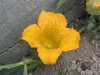 Cucurbita foetidissima ; fleurs-M