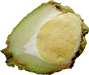 Sechium edule Chayote; coupes