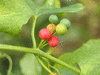 Bryonia dioica Bryone; fruits