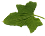 Bryonia dioica Bryone; feuilles