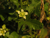 Bryonia dioica Bryone; fleurs-M