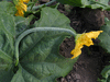 Luffa cylindrica Extra long; fleurs-F