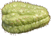 Sechium edule Chayote pineuse; fruits