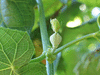 Sechium edule Chayote pineuse; fleurs-F