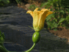 Cucurbita andreana ; fleurs-F