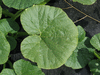 Cucurbita andreana ; feuilles