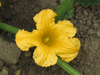 Cucurbita andreana ; fleurs-M