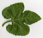 Kedrostis leloja ; feuilles