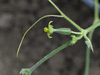 Kedrostis leloja ; fleurs-F