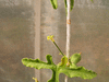 Corallocarpus grevei ; fleurs-M