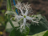 Trichosanthes anguina ; fleurs-F