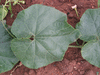 Trichosanthes anguina ; feuilles