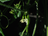Zehneria mucronata ; fleurs-F