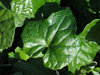 Zehneria  mucronata ; feuilles