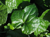 Zehneria mucronata ; feuilles