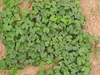 Zehneria mucronata ; ensembles