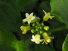 Zehneria mucronata ; fleurs-M