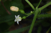 Zehneria mucronata ; fleurs-F