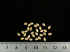Zehneria mucronata ; graines