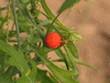 Kedrostis africana ; fruits