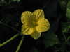 Momordica charancia Minor; fleurs-F