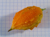 Momordica charancia Minor; fruits