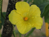 Momordica charancia Green long; fleurs-M
