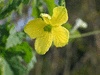 Momordica charancia Green long; fleurs-F