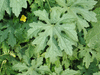 Momordica charancia Green long; feuilles