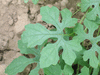 Momordica charancia Sauvage du Laos; feuilles