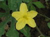 Momordica charancia Sauvage du Laos; fleurs-F