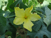 Momordica charancia Sauvage du Laos; fleurs-M