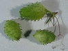 Cyclanthera pedata Ladys slipper; fruits