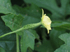 Momordica charancia Indian baby; fleurs-F