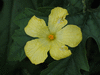 Momordica charancia Indian baby; fleurs-M