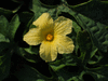 Momordica cardiospermodes A petits fruits; fleurs-M
