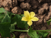 Momordica cardiospermodes A petits fruits; fleurs-F
