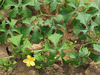 Momordica cardiospermodes A petits fruits; ensembles