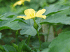 Momordica cardiospermodes A petits fruits; fleurs-F