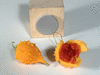 Momordica cardiospermodes A petits fruits; fruits