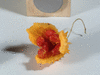 Momordica cardiospermodes A petits fruits; coupes