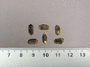 Momordica cardiospermodes A petits fruits; graines