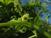 Cyclanthera edulis Du Venezuela; fleurs-F